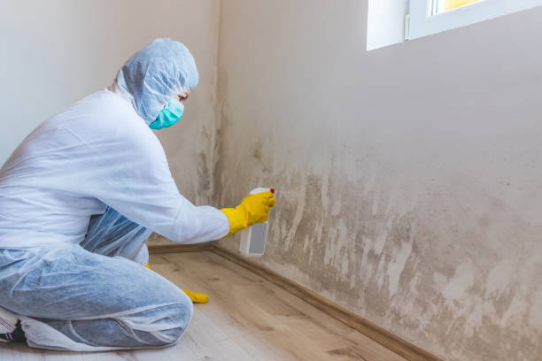 Licensed Black Mold Remediation service in Milton, MA - Mold Remediation HQ