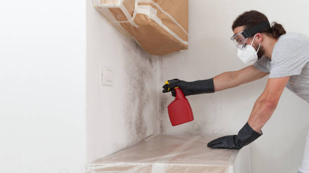 Professional Black Mold Remediation technician working in Milton, MA