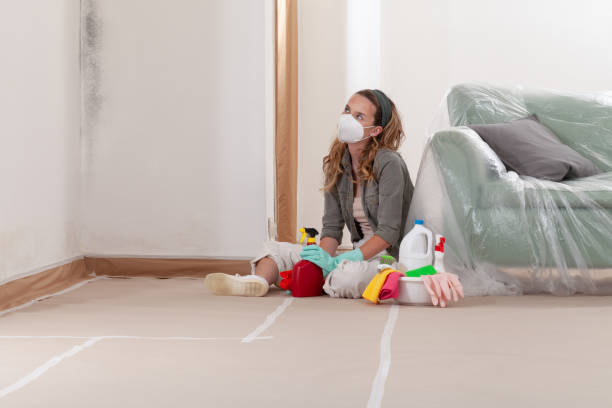 Reliable Black Mold Remediation contractor in Milton, MA by Mold Remediation HQ