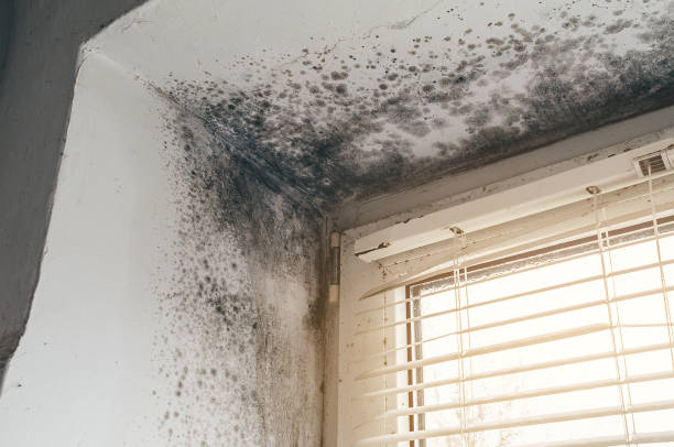 Affordable Black Mold Remediation solutions in Milton, MA