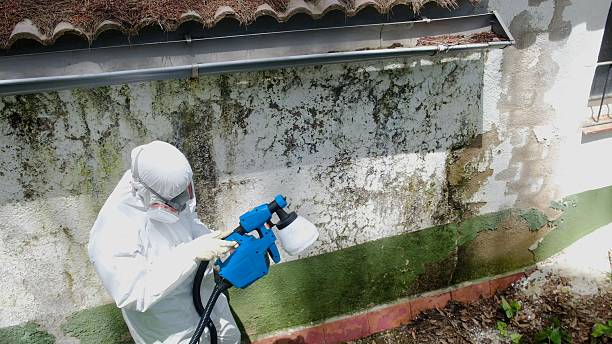 Top rated local Black Mold Remediation specialists in Milton, MA